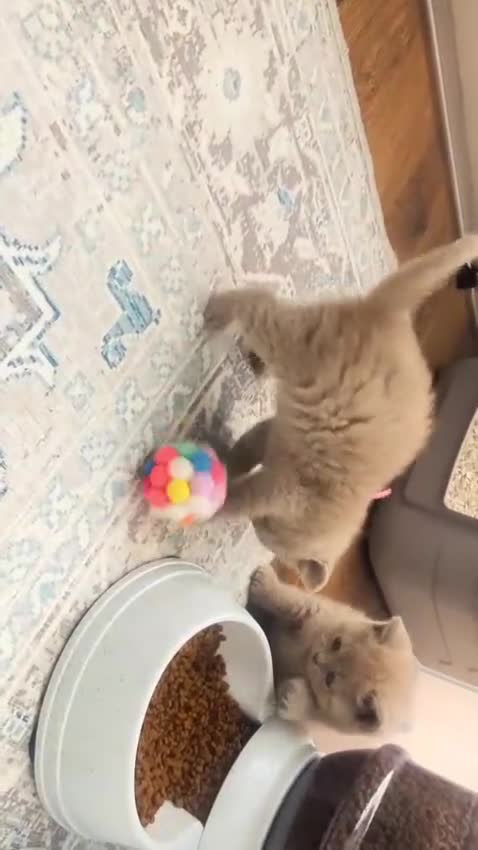 British Shorthair cats for sale: Beautiful Pure Breed ✨ British Shorthair Kittens ⭐ - Video 1