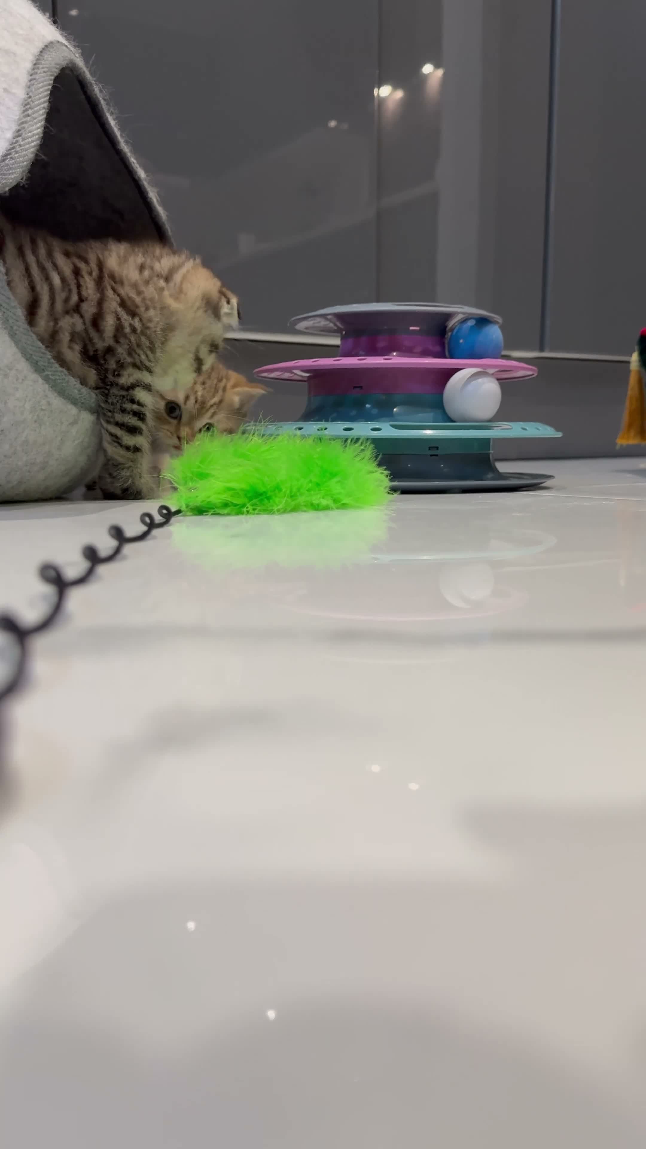 Scottish Fold cats for sale: Scottish fold full pedigree  - Video 1