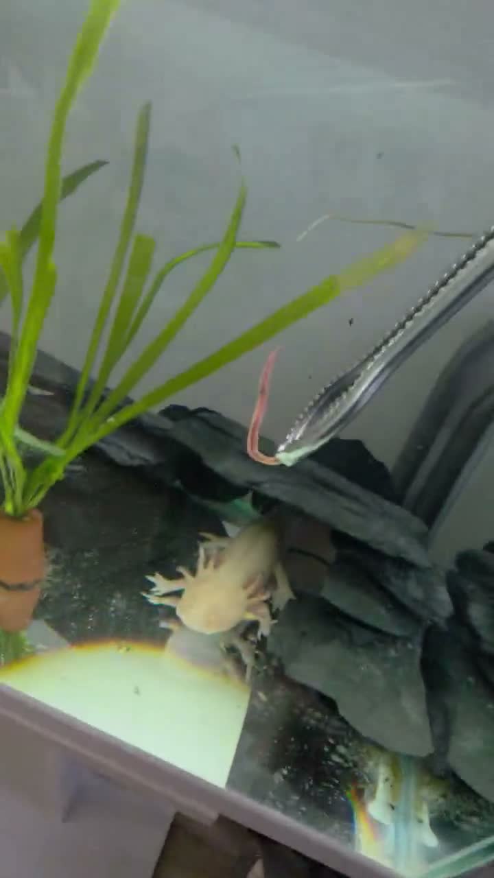 Axolotl reptiles for sale: Male and female axolotls  - Video 2