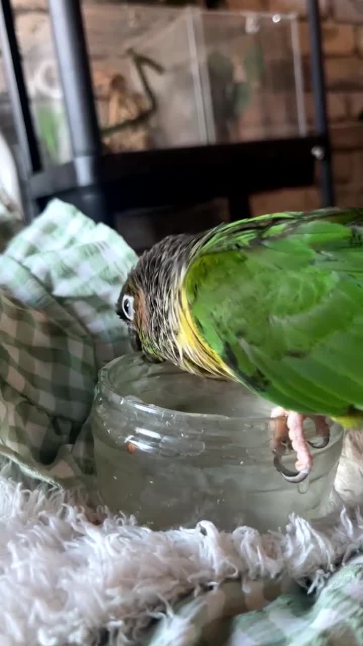 Conures birds for sale: Green cheek conure for sale  - Video 1