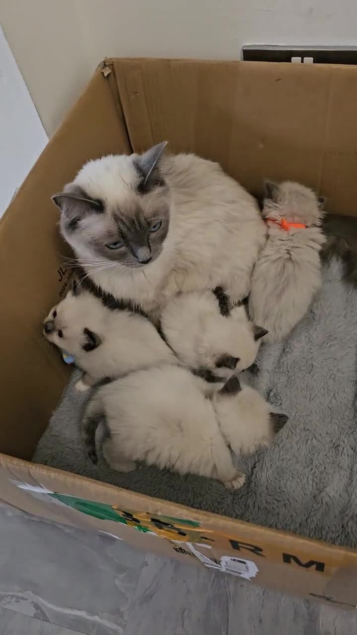 Ragdoll cats for sale: Purebreed ragdoll kittens  - Video 1