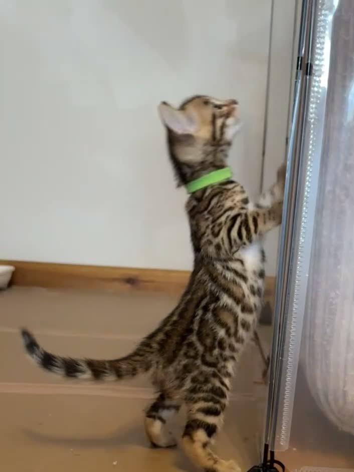 Bengal cats for sale: Stunning TICA registered Bengal kittens - Video 1