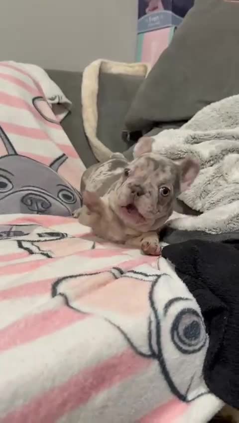 French Bulldog dogs for sale: Gorgeous blue Merle small French bulldog puppy.  - Video 1