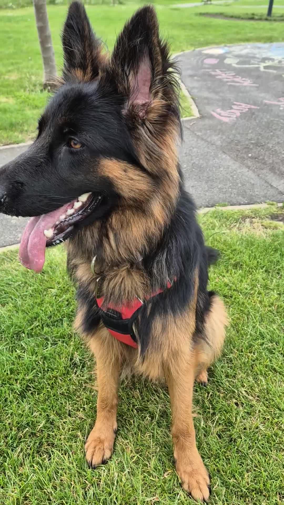 German Shepherd dogs for sale: Longcoated german shepherd  - Video 1