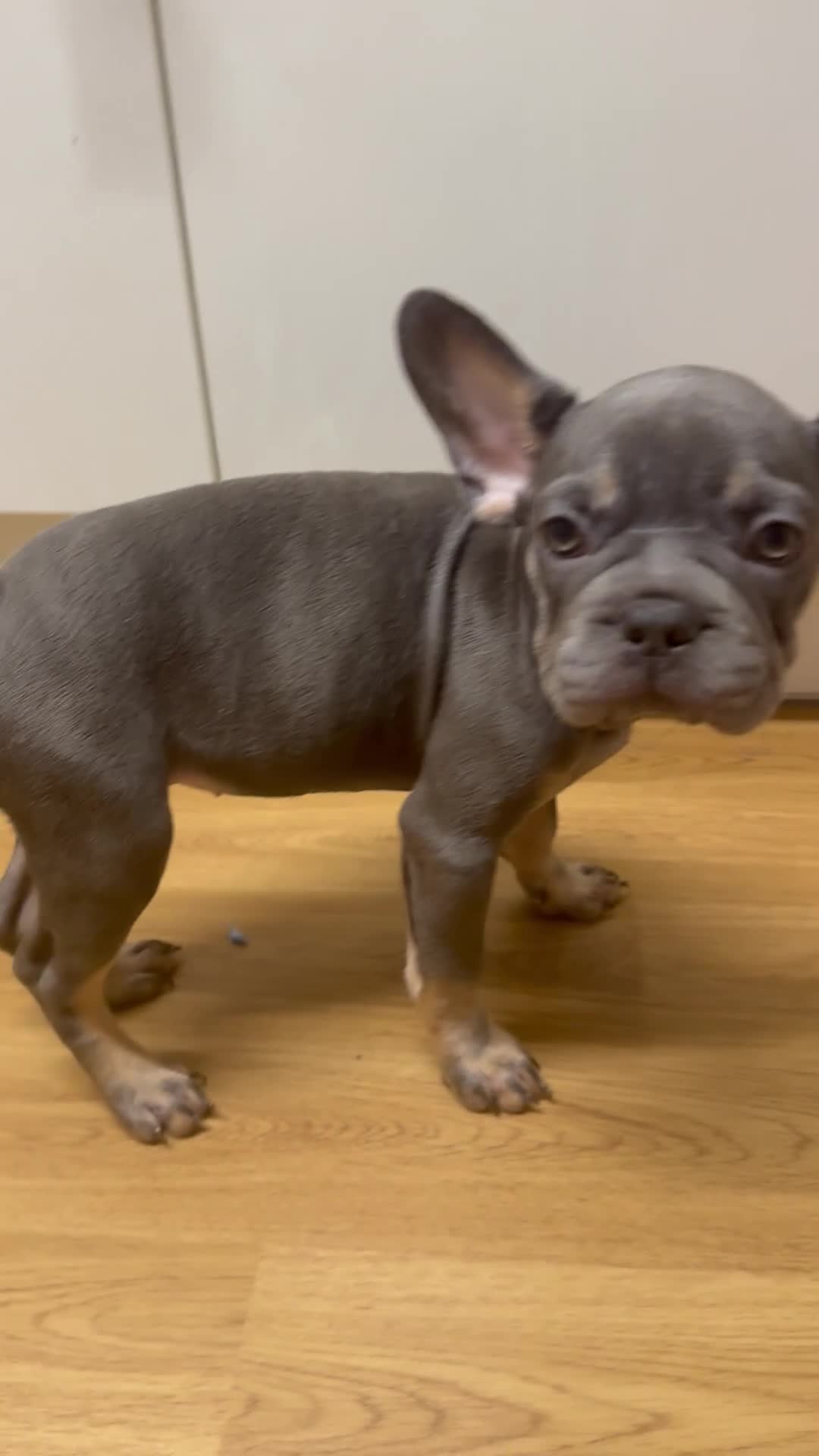 French Bulldog dogs for sale: BLUE & TAN:Testable/Isabella/pink carrying. - Video 1