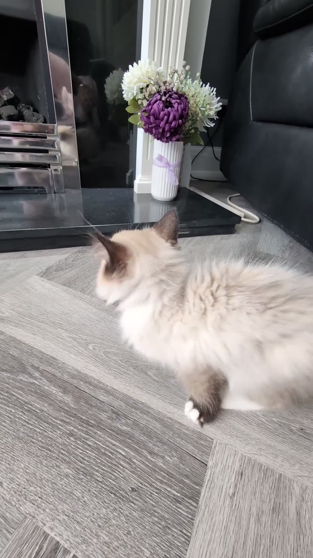 Ragdoll cats for sale: Ready! Stunning GCCF REG PEDIGREE RAGDOLLS - Video 1