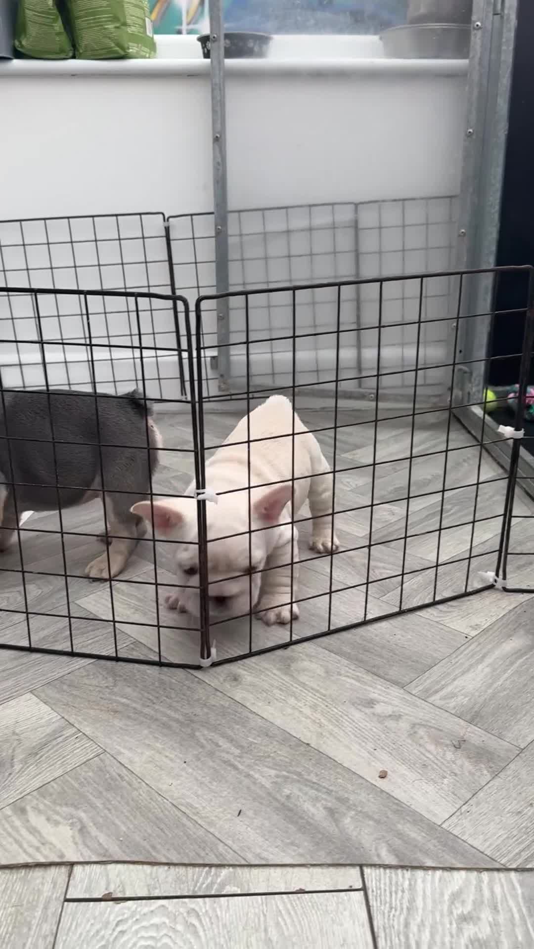 French Bulldog dogs for sale: French bulldog puppies  - Video 2