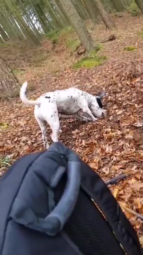 Mixed Breed dogs for adoption: 💙PATCH💙- 6,5 yo-small-to-medium-Easy-Loving Boy in Worcester - Video 2