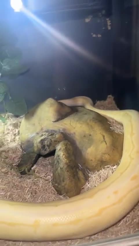 Python Snake reptiles for sale: Ball python free to good home  in Newport - Video 1