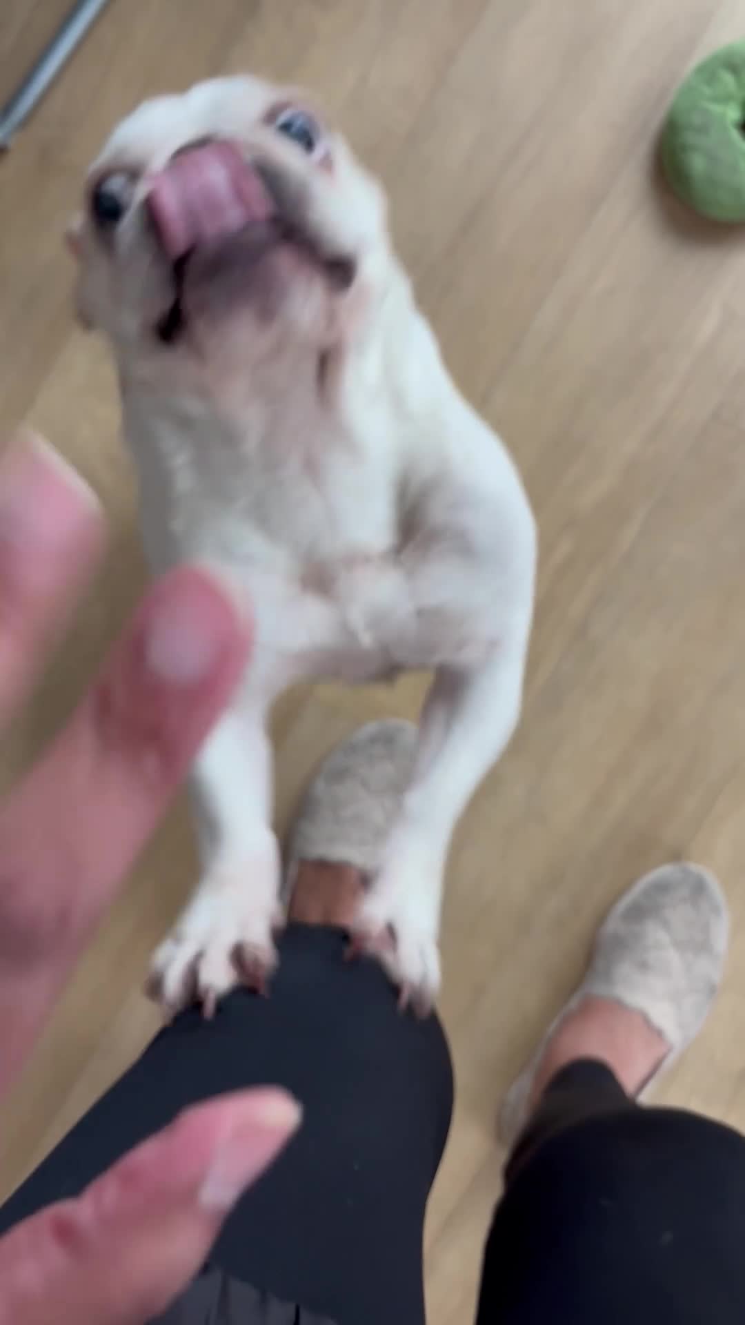 French Bulldog dogs for sale: £350, Platinum Cream Fawn Female - Video 2