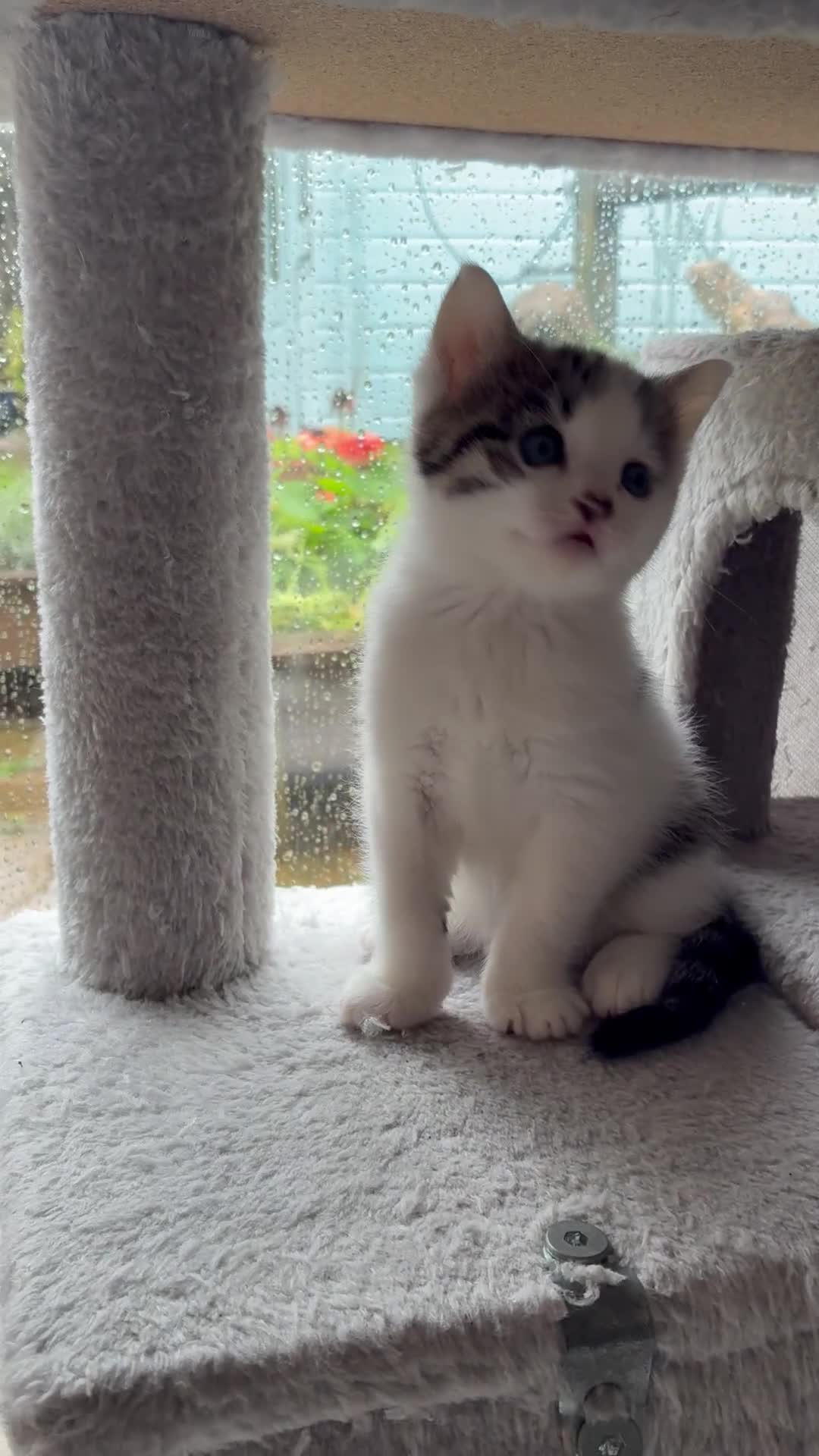 Mixed Breed cats for sale: Adorable Playful Happy Mixed breed kittens - Video 1