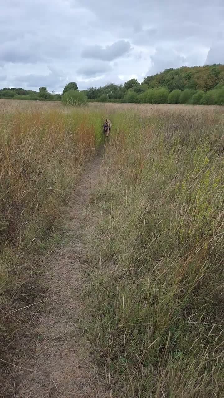 Belgian Shepherd Dog dogs for sale: Male Belgian Malinois Bucky - Video 1