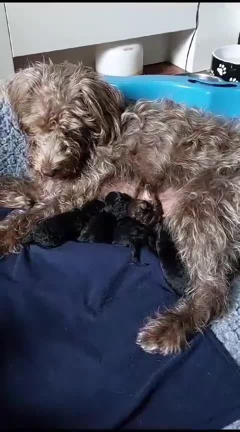 Toy Poodle dogs for stud: Toy poodle for stud - PROVEN - Fully DNA tested - Video 3