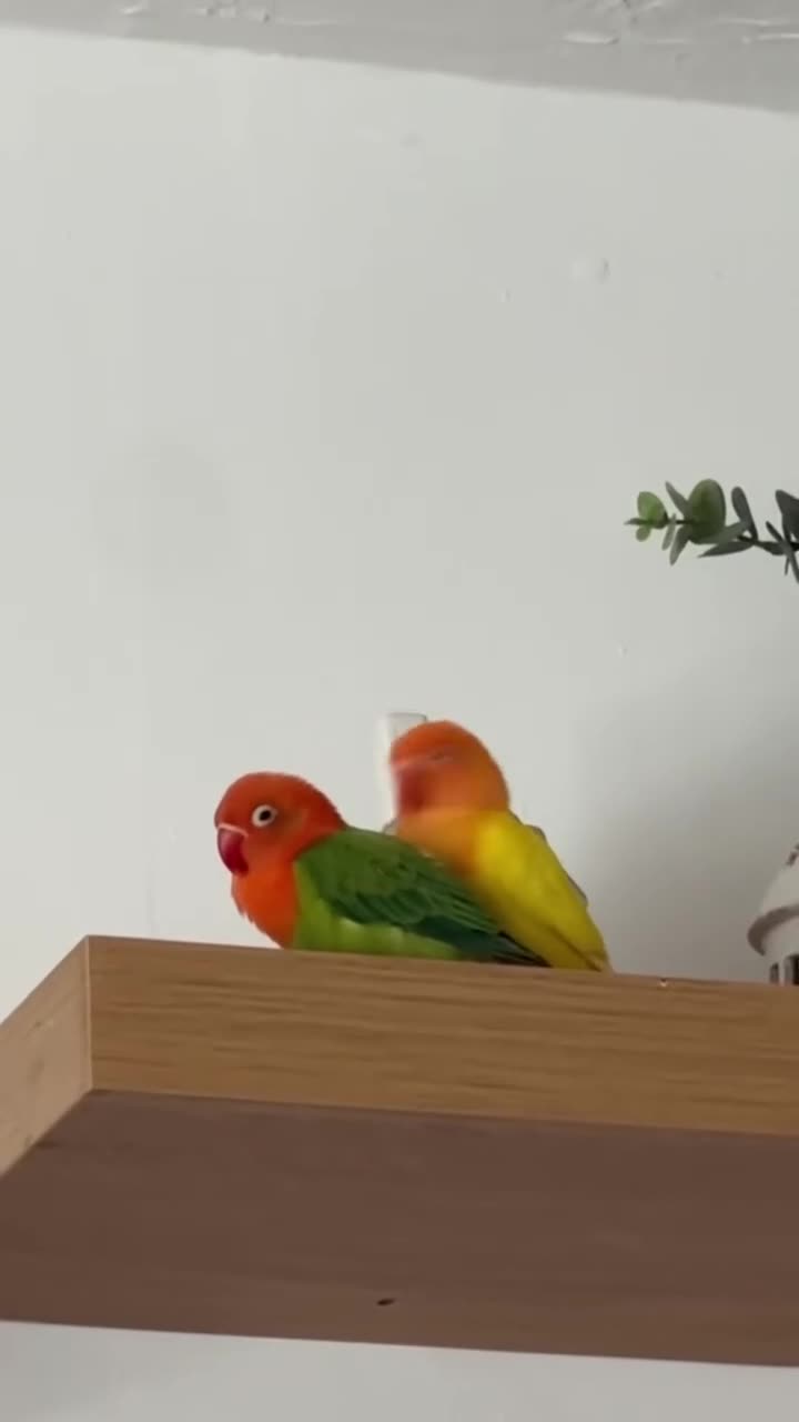 Lovebirds birds for sale: Beautiful Opaline Lovebirds  - Video 3