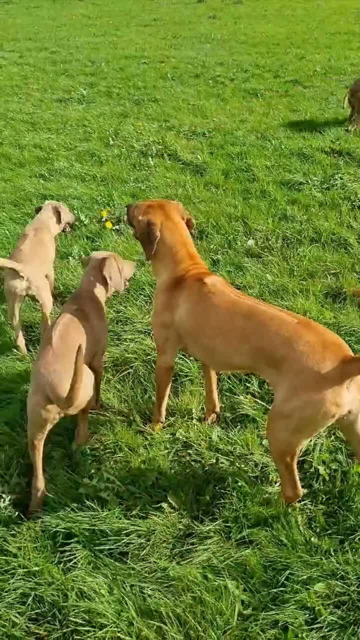 Rhodesian Ridgeback dogs for sale: 🦁RHODESIAN RIDGEBACKS PUPPIES🦁  - Video 1