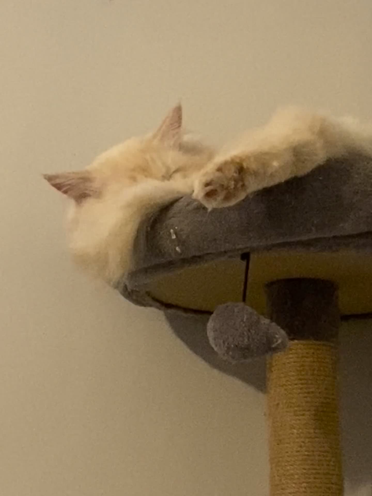 Ragdoll cats for sale: Ragdoll cross tabby kittens  - Video 1