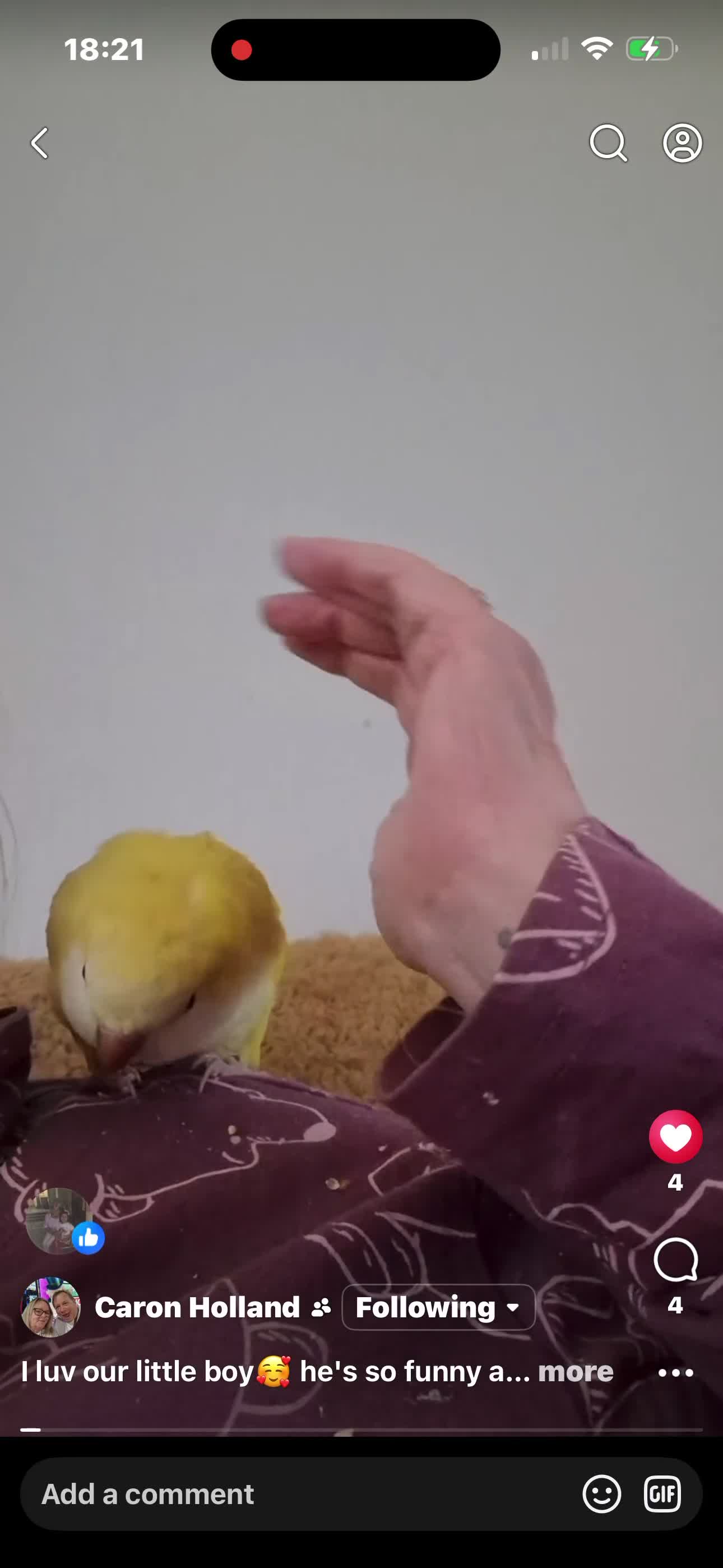 Parrots birds for sale: Talking & tame Quaker parrot  - Video 1