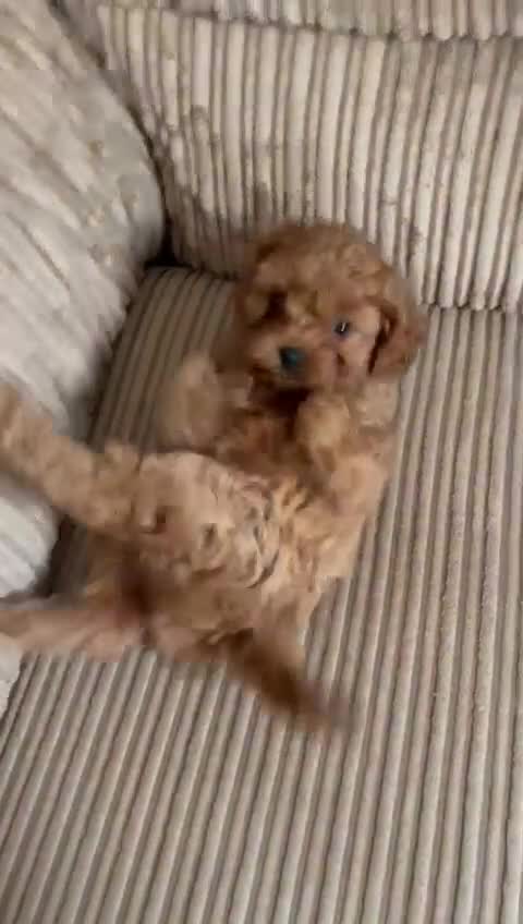 Cavapoo dogs for sale: Cavapoo (Girl) - Video 1