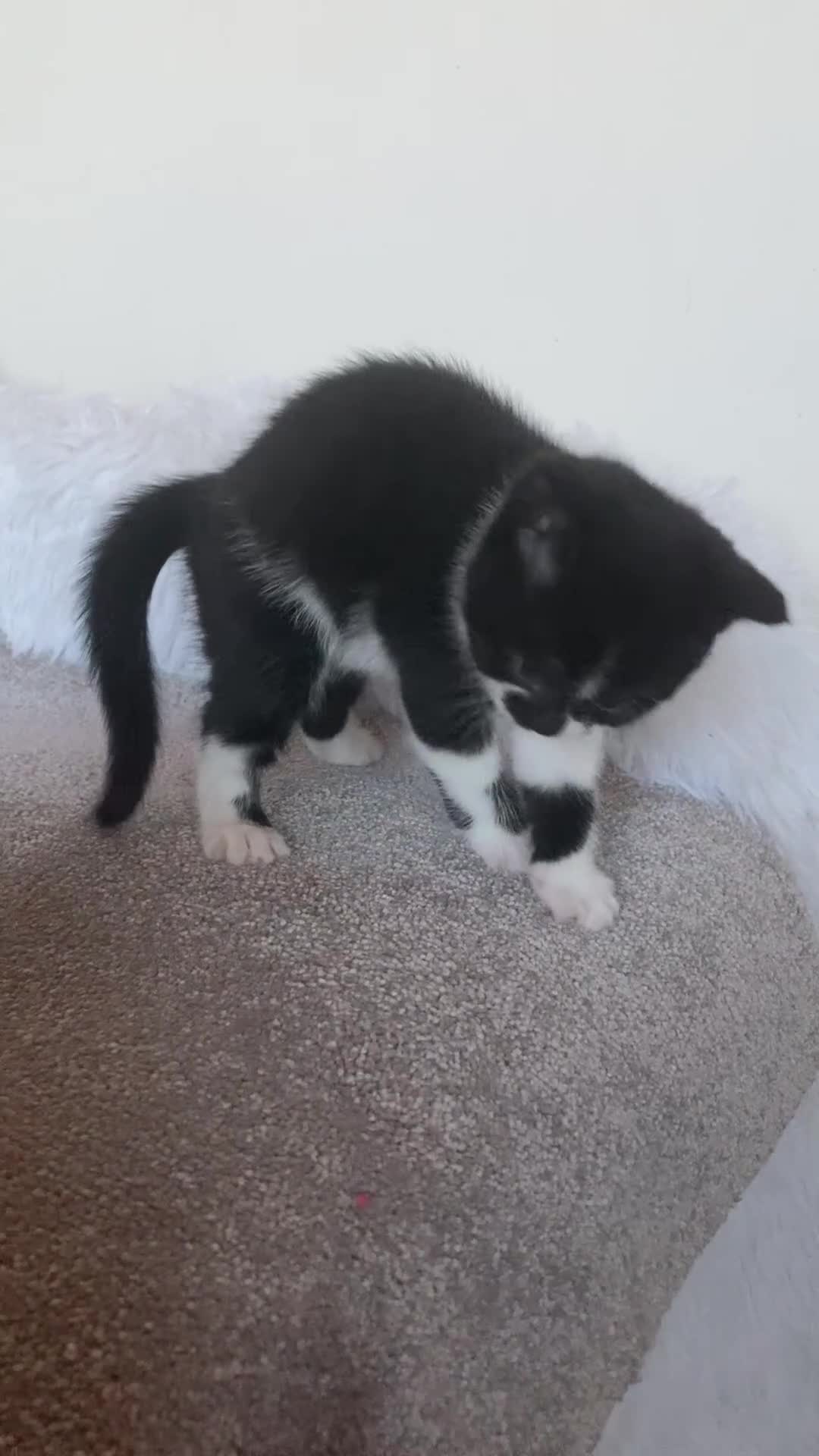 British Shorthair cats for sale: Beautiful British Shorthair Kitten Male  - Video 3