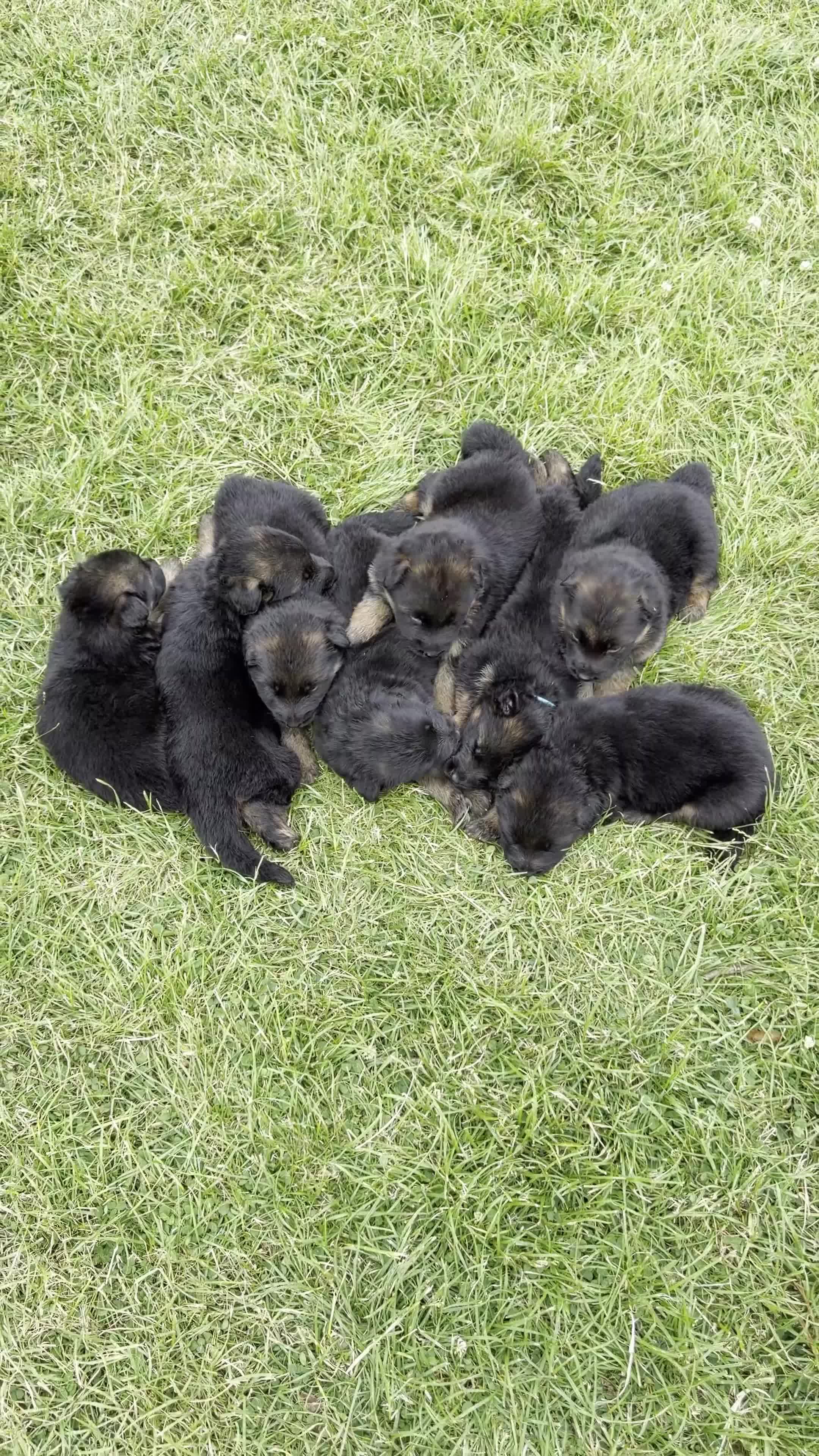 German Shepherd dogs for sale: Top Quality German shepherd Long Hair Puppies 🐾🥰 - Video 2