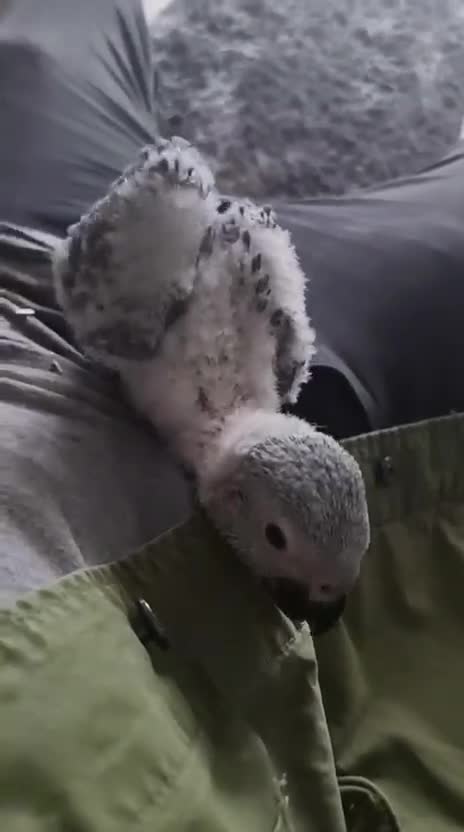Parrots birds for sale: African Grey Baby - Video 1