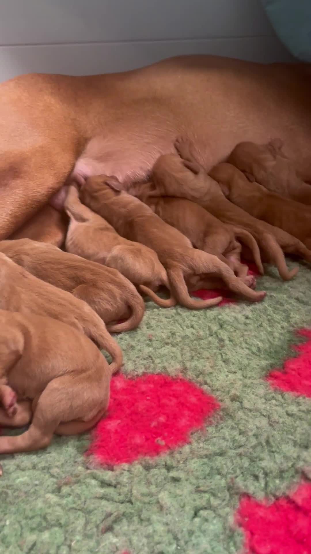 Hungarian Vizsla dogs for sale: 🥰 NEW KC REG Hungarian Vizsla Beautifully Bred,  - Video 3