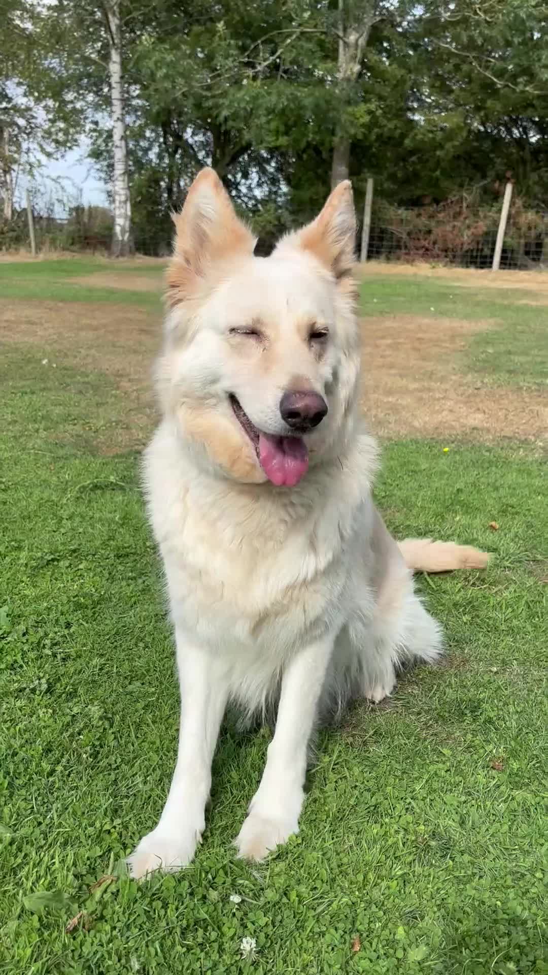 German Shepherd dogs for sale: Apricot/Cream GSD FEMALE  - Video 4