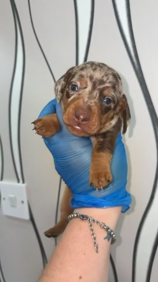 Miniature Dachshund dogs for sale: 4 gorgeous boys looking for their forever homes  - Video 3