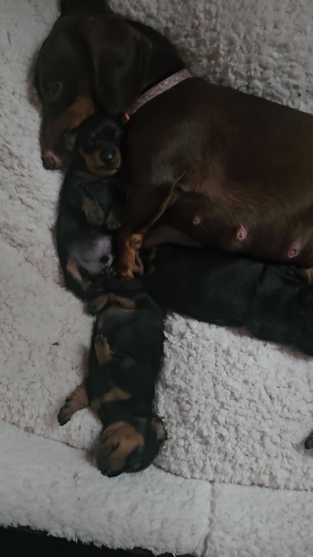 Miniature Dachshund dogs for sale: Beautiful daushounds puppys - Video 1