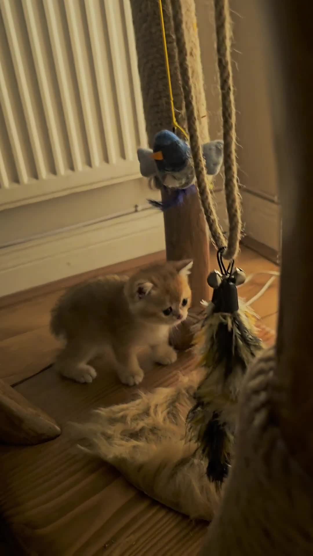 British Shorthair cats for sale: BSH Champion bloodlines TICA Kittens in Bedford - Video 5