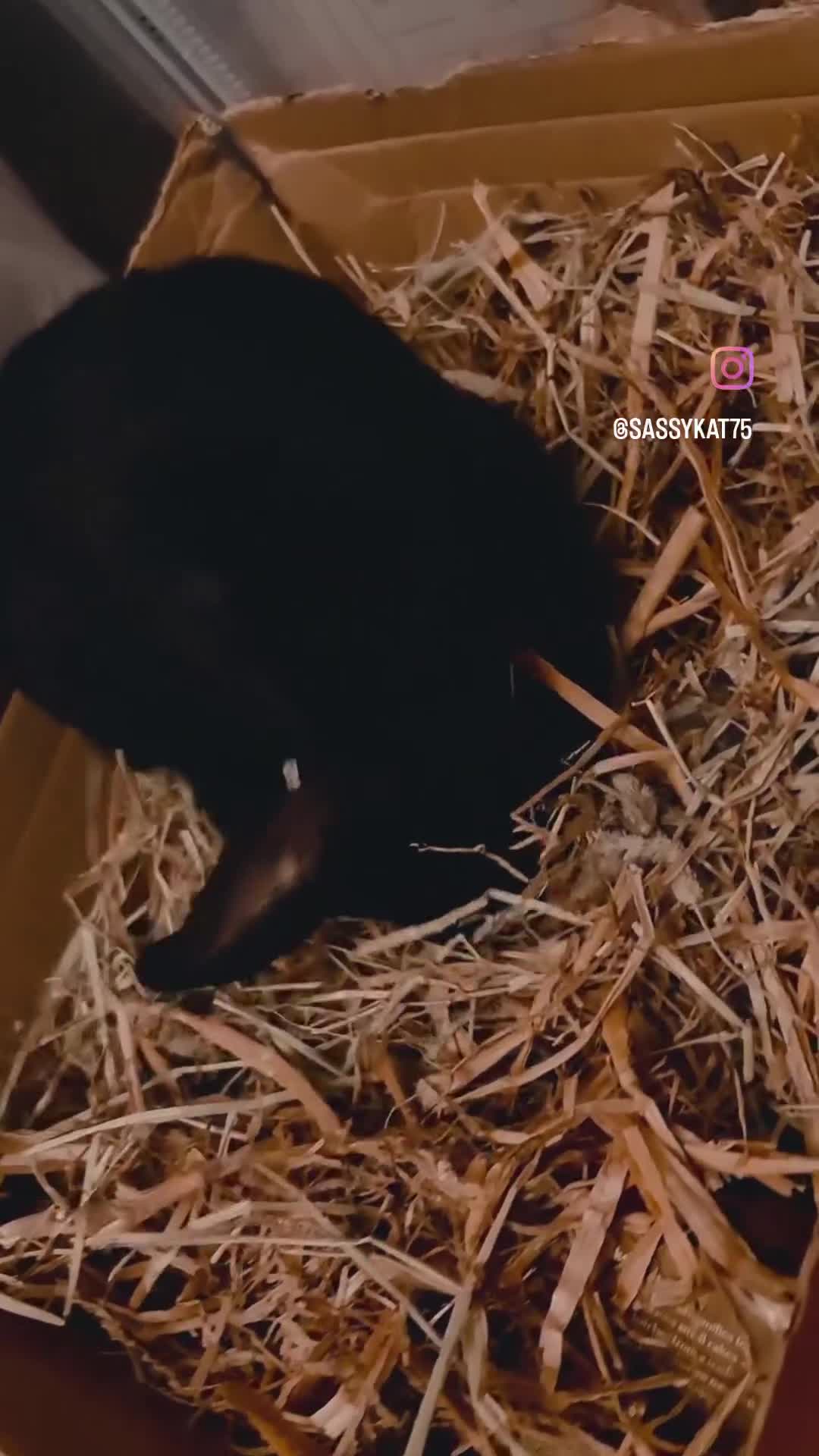 Mixed Breed rabbits for sale: 1 Male Rabbit Kit. Fully Vaccinated.  - Video 1