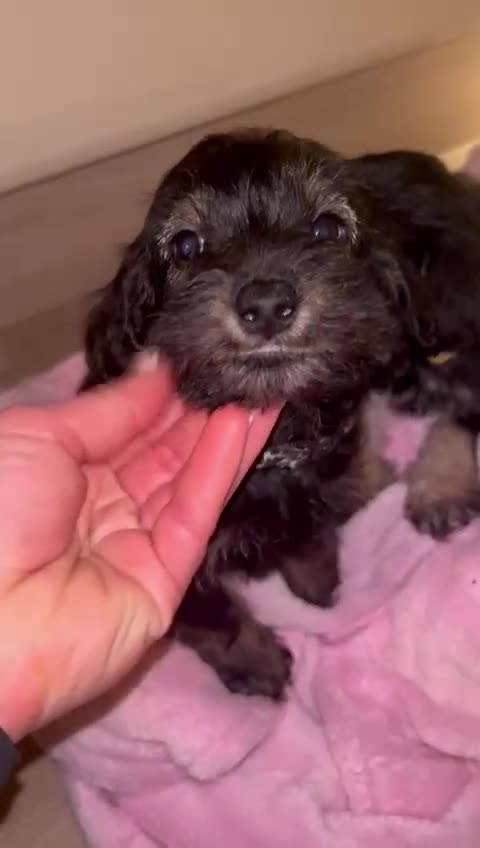 Mixed Breed dogs for sale: Last boy available now Miniature Schnoodles  - Video 1
