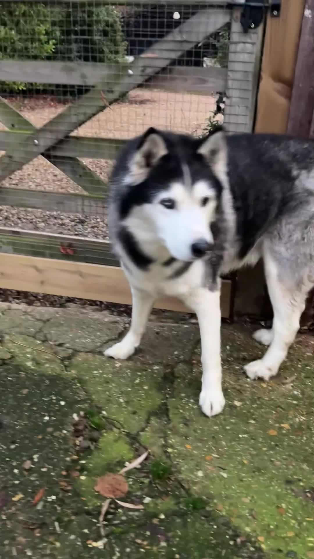 Siberian Husky dogs for sale: Siberian Husky  - Video 1