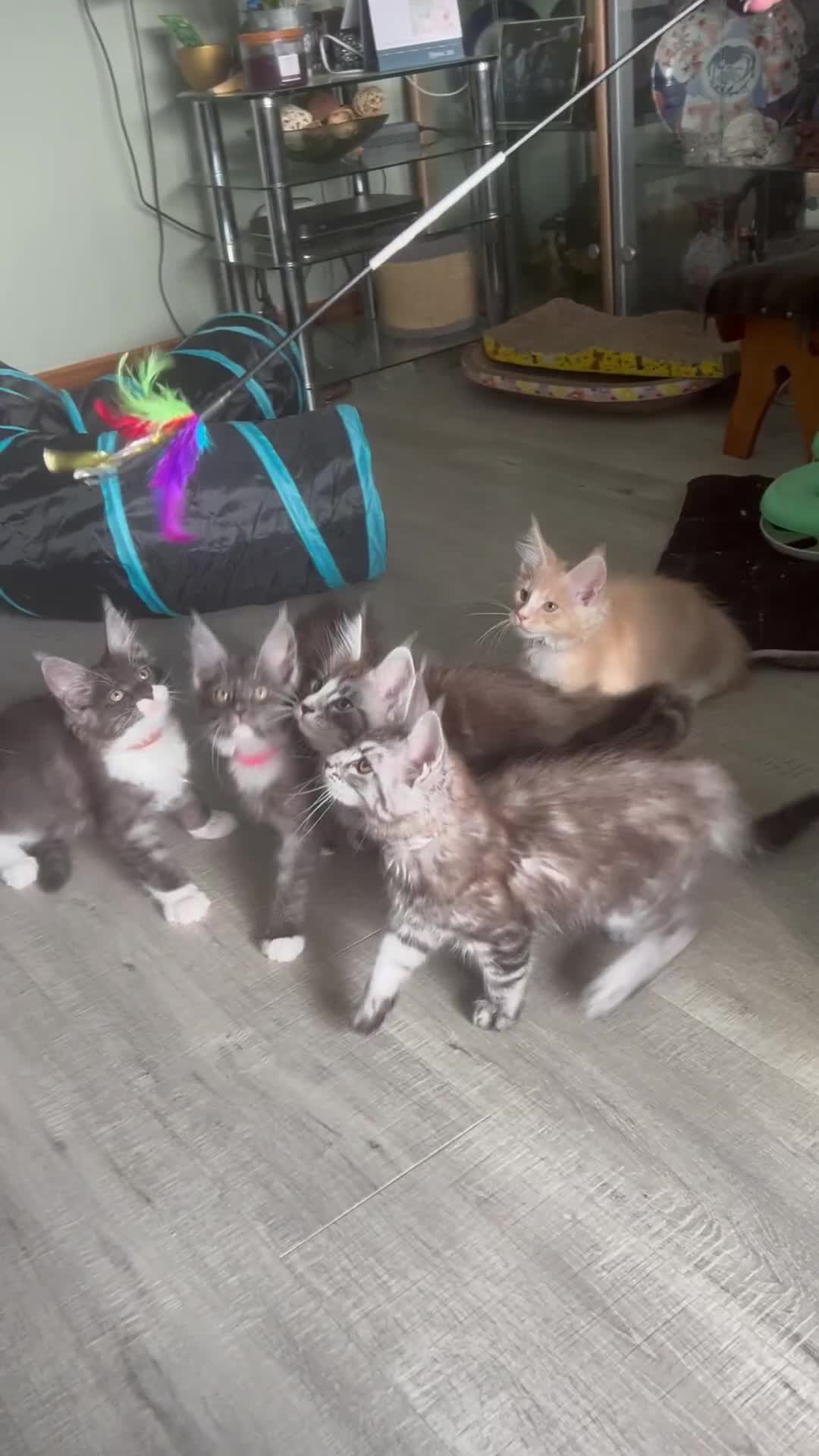 Maine Coon cats for sale: 4 LEFT! Tica registered non active mainecoons - Video 2