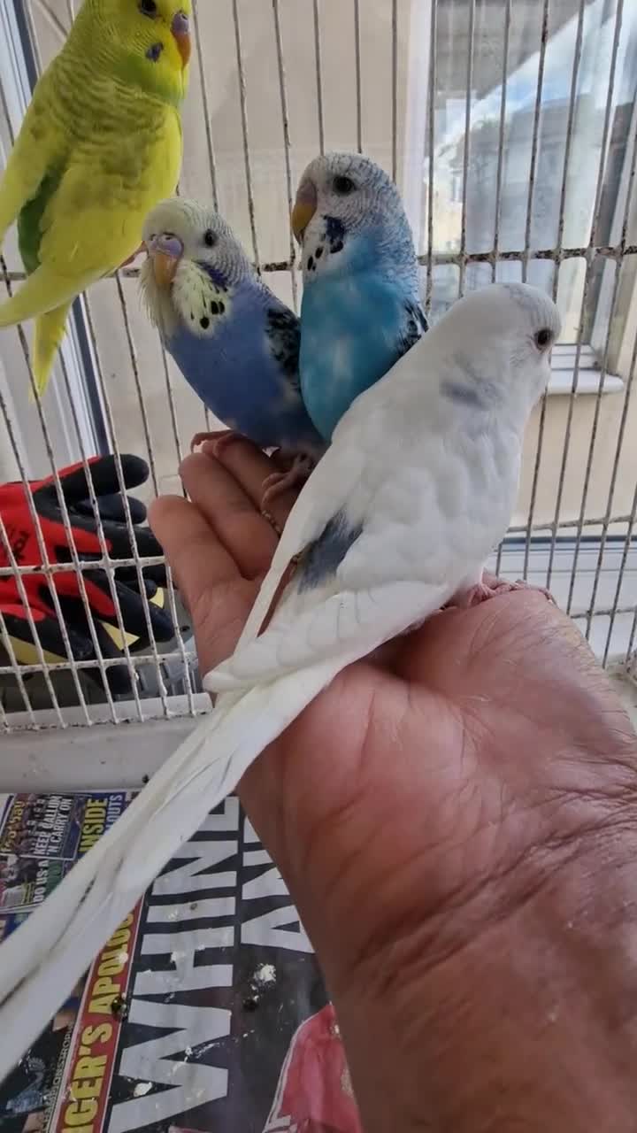 Budgerigars birds for sale: Super Hand Tamed Baby Budgie  - Video 2