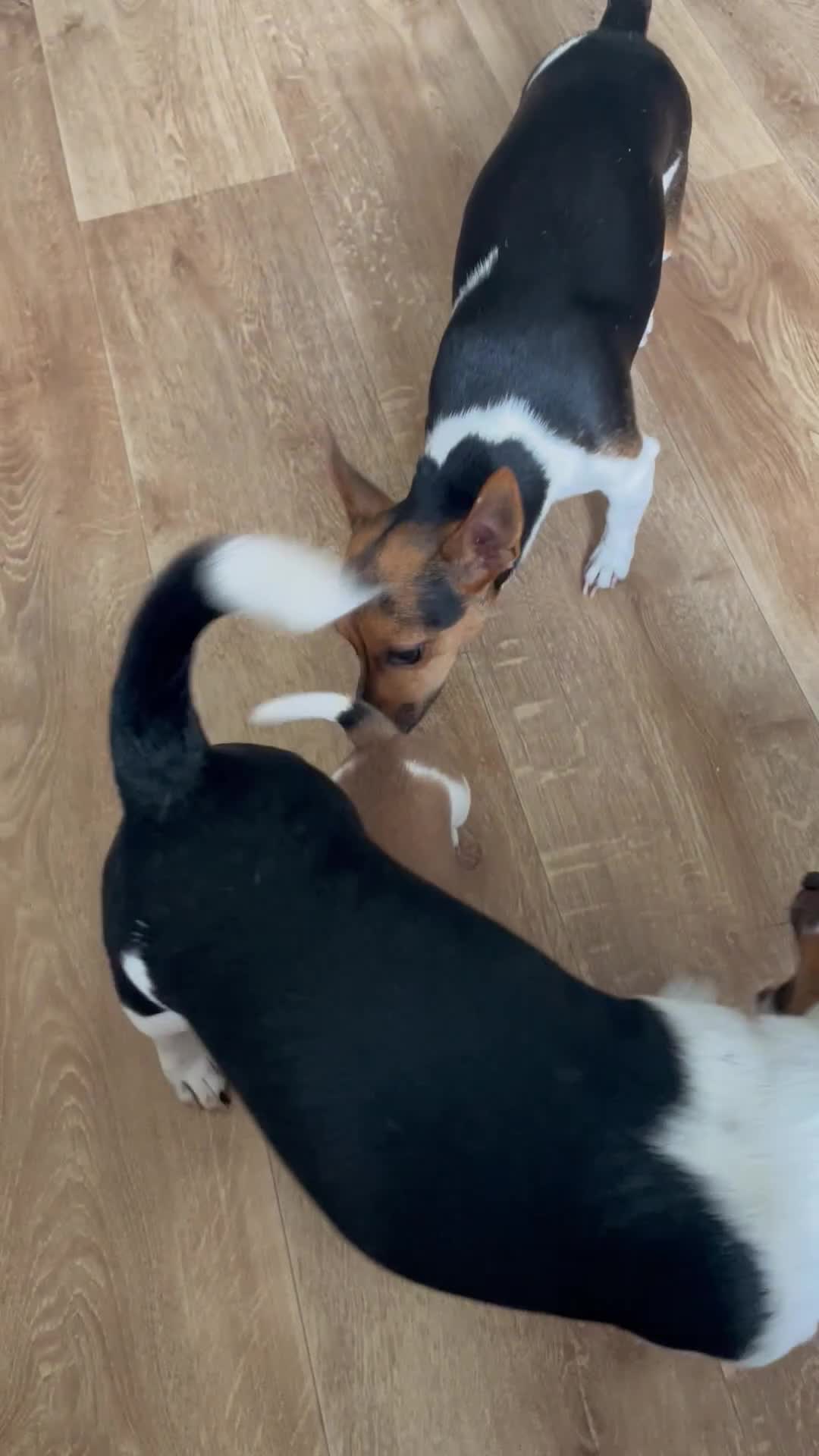 Jack Russell dogs for sale: Jack Russel Pups Short Legged - Video 1