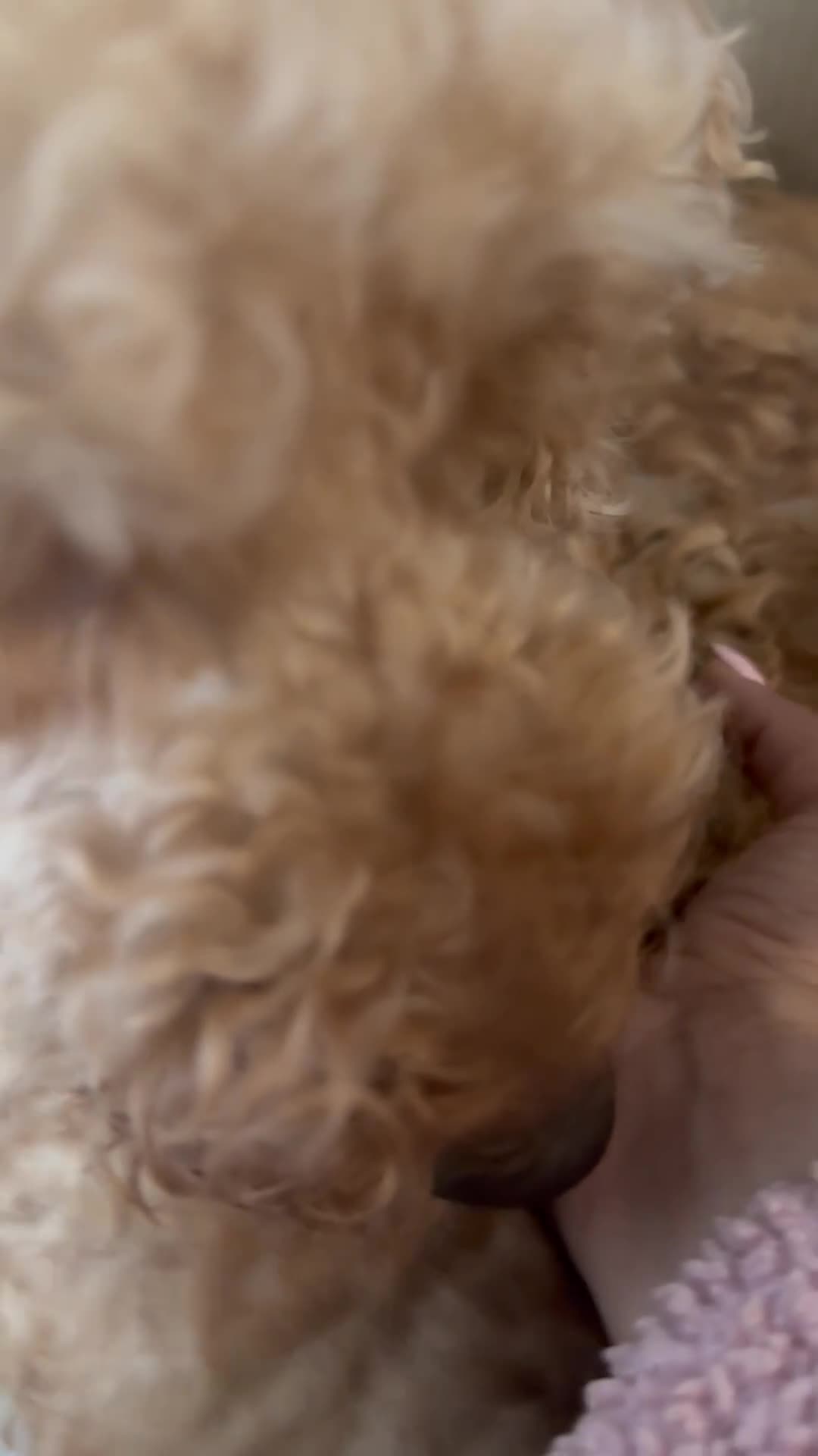 Cavapoo dogs for sale: F1B Cavapoos For Sale - 2 girls left - Video 3