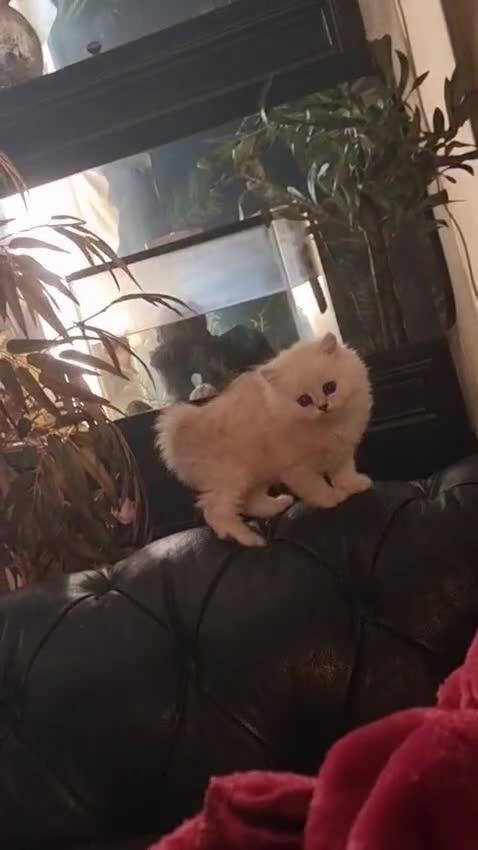 Persian cats for sale: Persian chinchilla kitten - Video 1