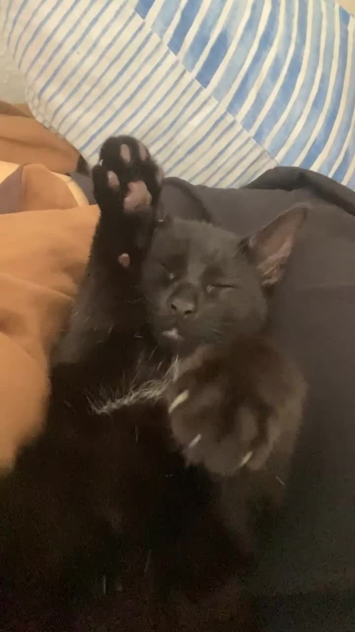 Mixed Breed cats for sale: Kimchi looking for a warm home - Video 2