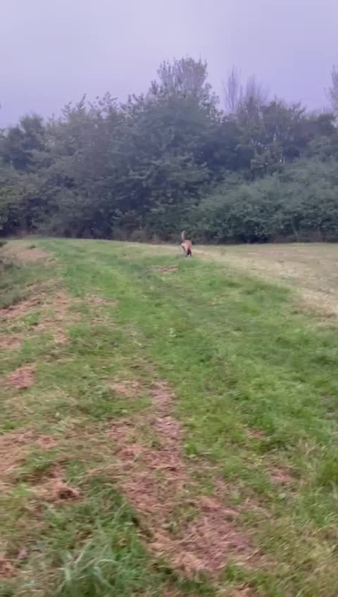 Belgian Shepherd Dog dogs for sale: Belgian Malinois x Bullmastiff dog in Telford - Video 1