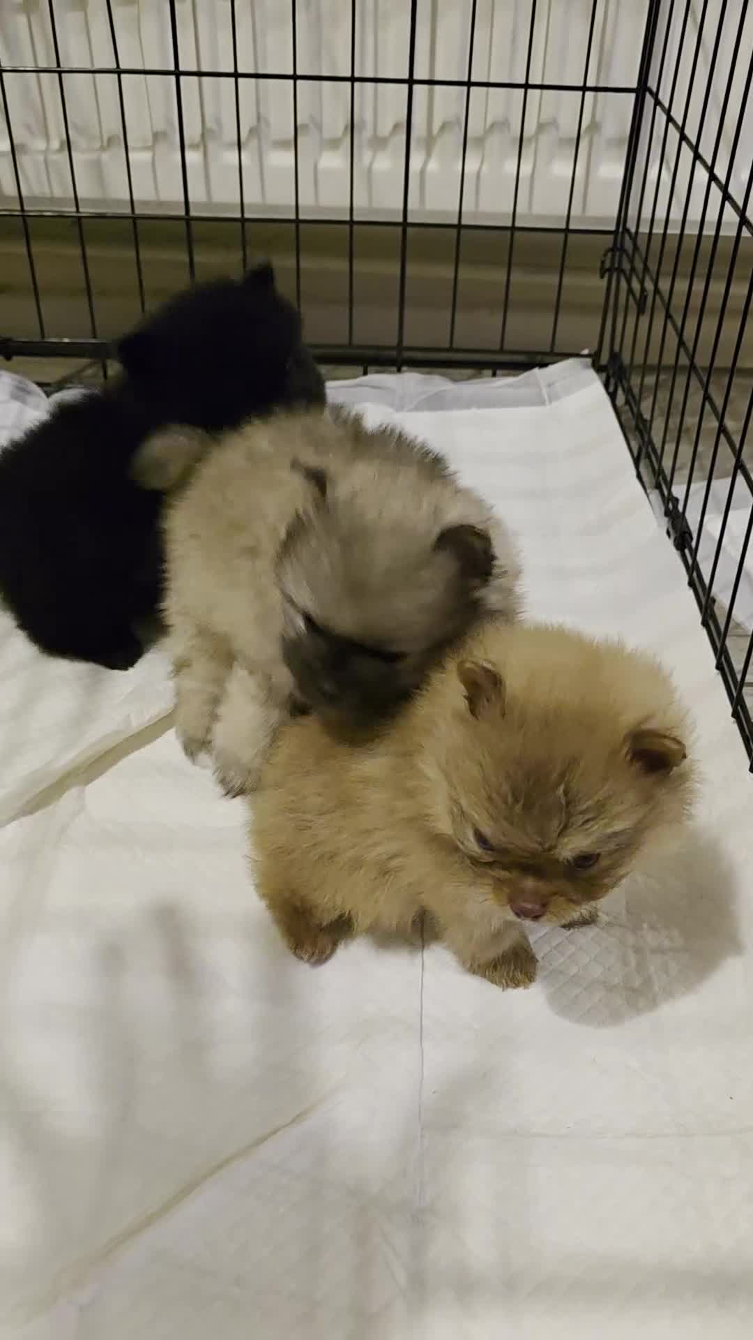 Pomeranian dogs for sale: 🥰😍Ready for new house 🥰🥰🥰 - Video 3