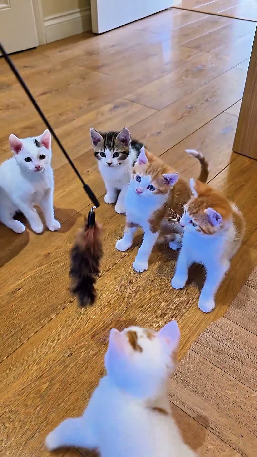 Mixed Breed cats for sale: 🐾 6 Adorable & Playful Kittens - 1 Girl & 5 Boys - Video 1