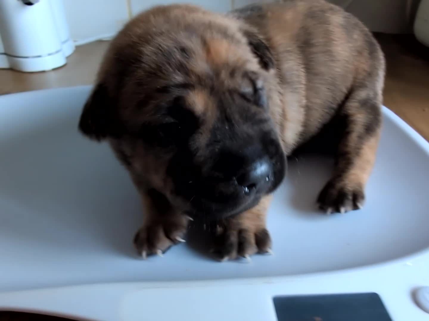 Mixed Breed dogs for sale:  cane corso cross Shar pei  - Video 3