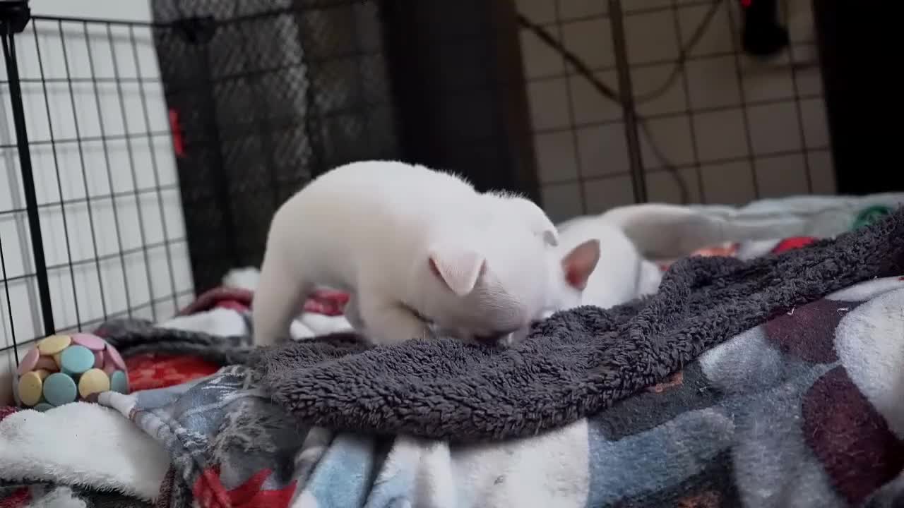 Chihuahua dogs for sale: Cute apple head chihuahua for sale  - Video 2