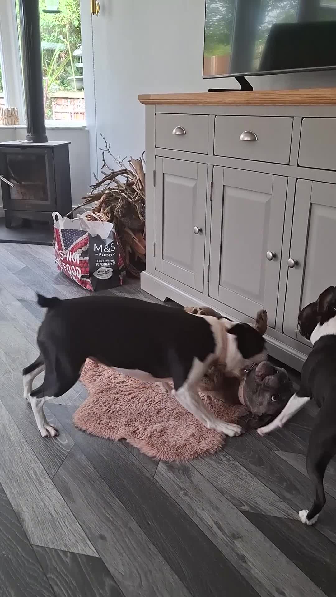 French Bulldog dogs for sale: French Bulldog bitch 3 years old - Video 1