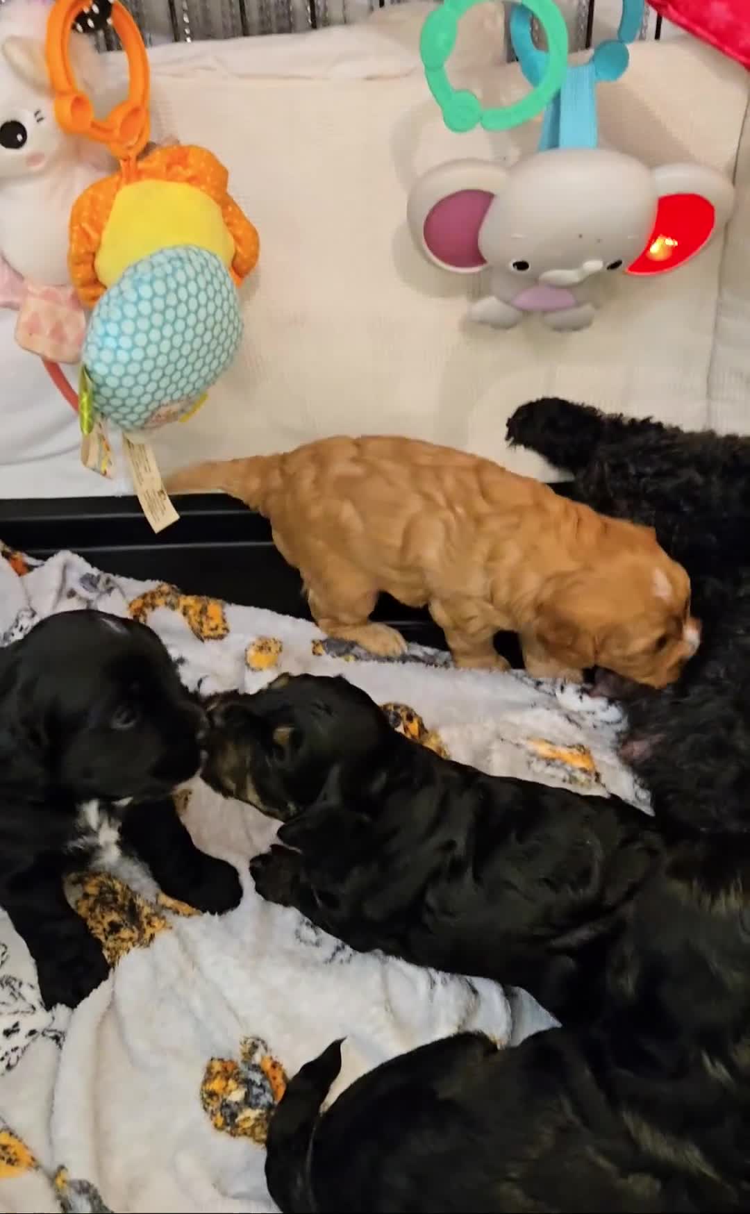 Cavapoo dogs for sale: Teddy bear F1 caverpoos  - Video 2