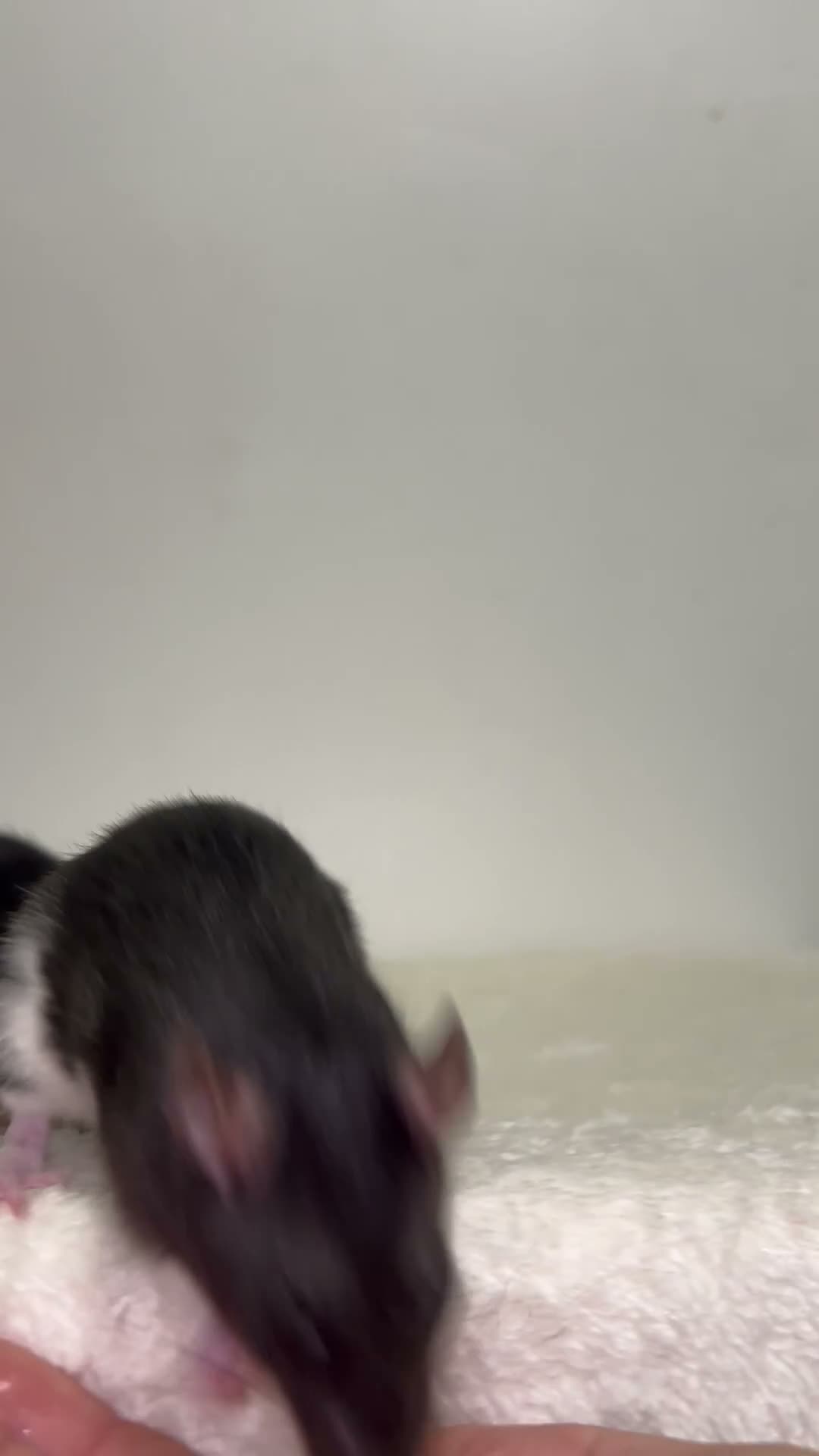 Rat rodents for sale: Beautiful baby rats  - Video 1