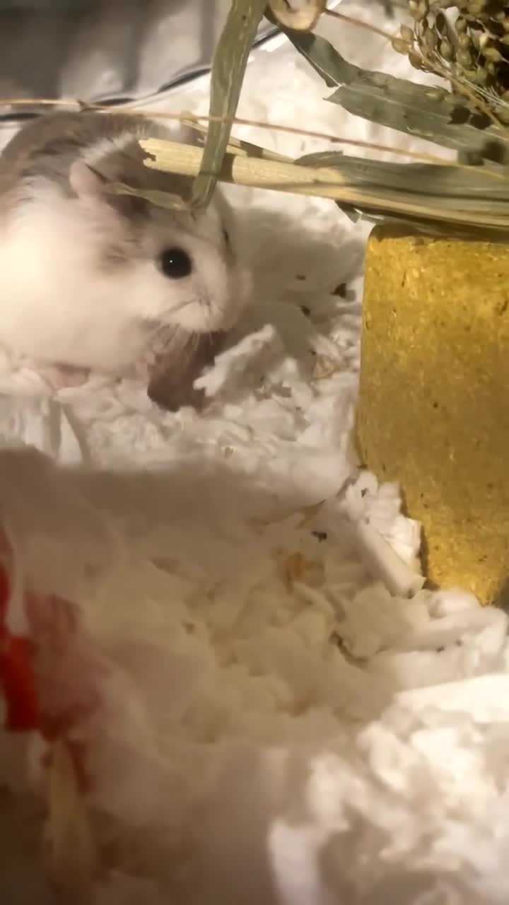 Hamster rodents for sale: Robrovski hamster with full setup - Video 1