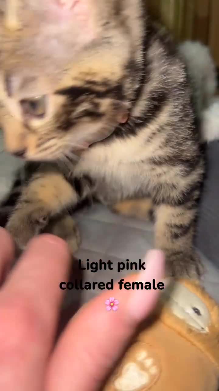 Bengal cats for sale: Beautiful Bengal kittens  - Video 2