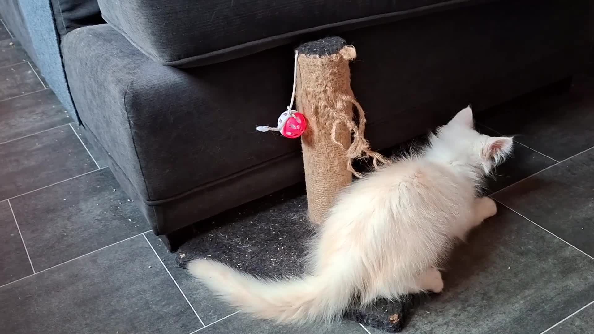 Maine Coon cats for sale: Pedigree Maine Coon Kittens in Manchester  - Video 1